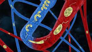 இரத்தக் குழாய்க்கு உள்ளேயே சென்று சிகிச்சையளிக்க உதவும் கடுகு விதையளவு ரோபோ